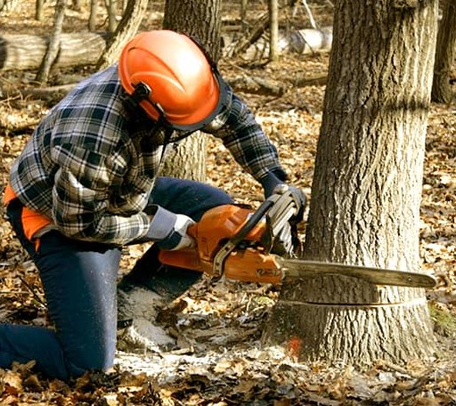 Tree Removal in Jacksonville, TX